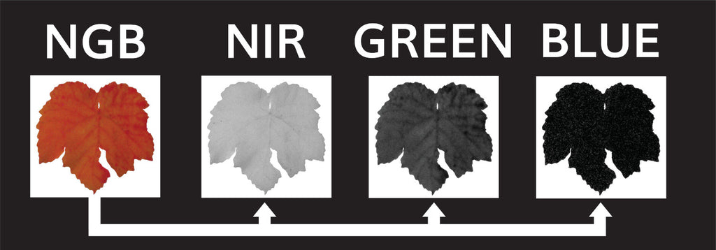 Survey3N Camera - <br/>NIR+Green+Blue (NGB, ENDVI)