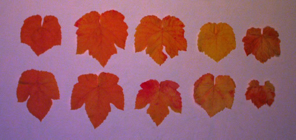 Survey3N Camera - <br/>NIR+Green+Blue (NGB, ENDVI)